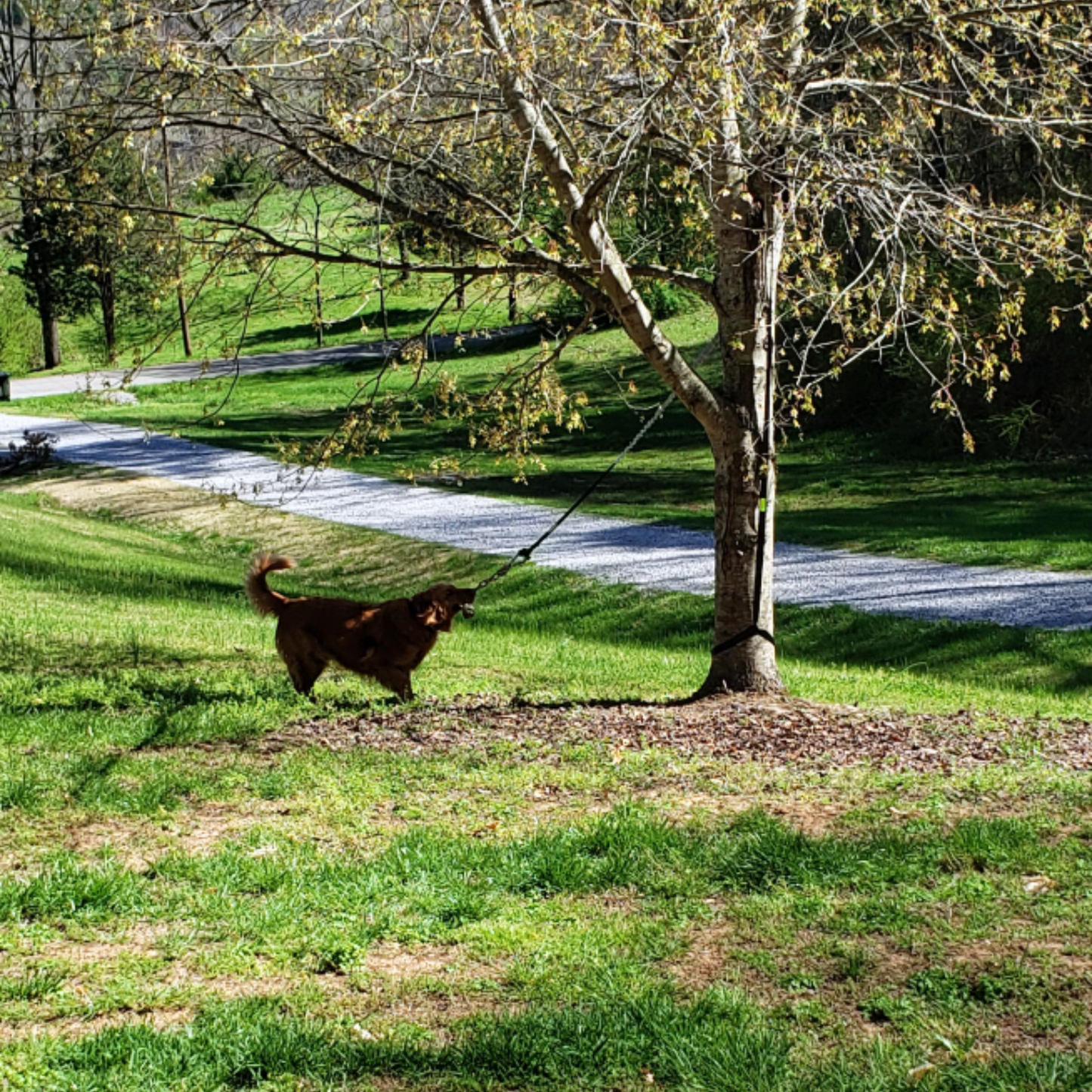 ChaseBall Jouet interactif roulant pour chien